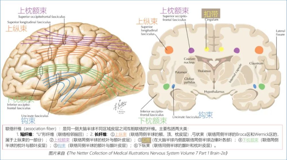 學習筆記大腦深部解剖之術語篇