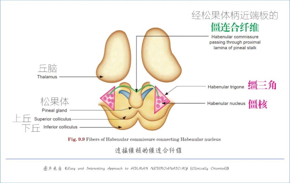 经松果体柄的上板层(superior lamina of the stalk of pineal gland)
