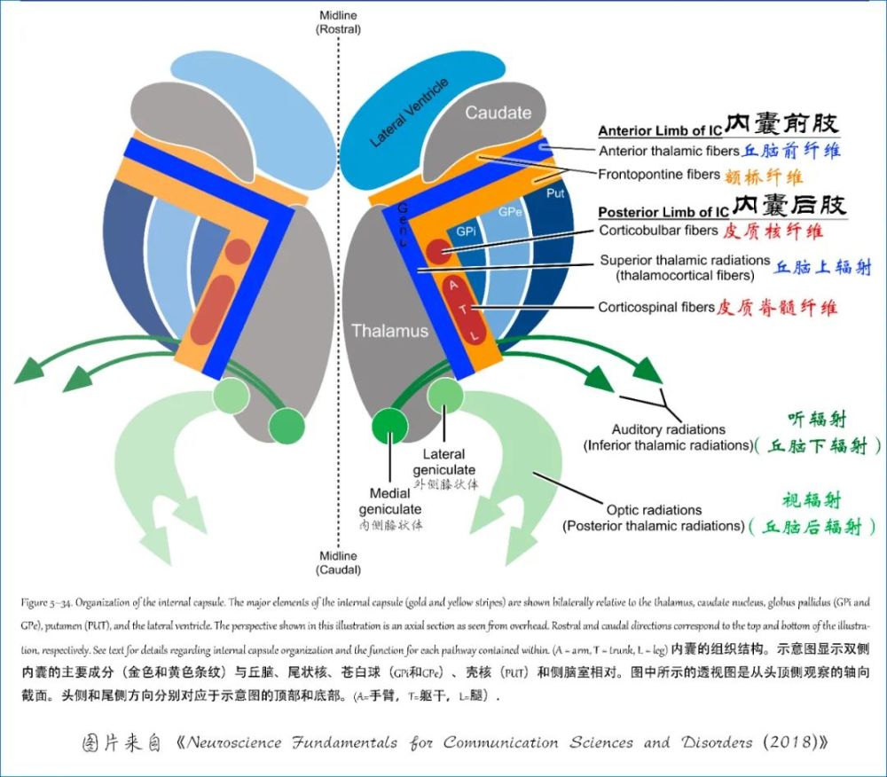 part of internalcapsule)向下,大部分连接内侧膝状体(medial