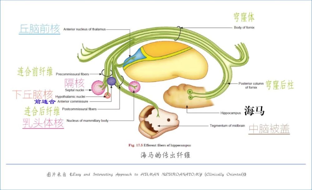 学习笔记大脑深部解剖之术语篇
