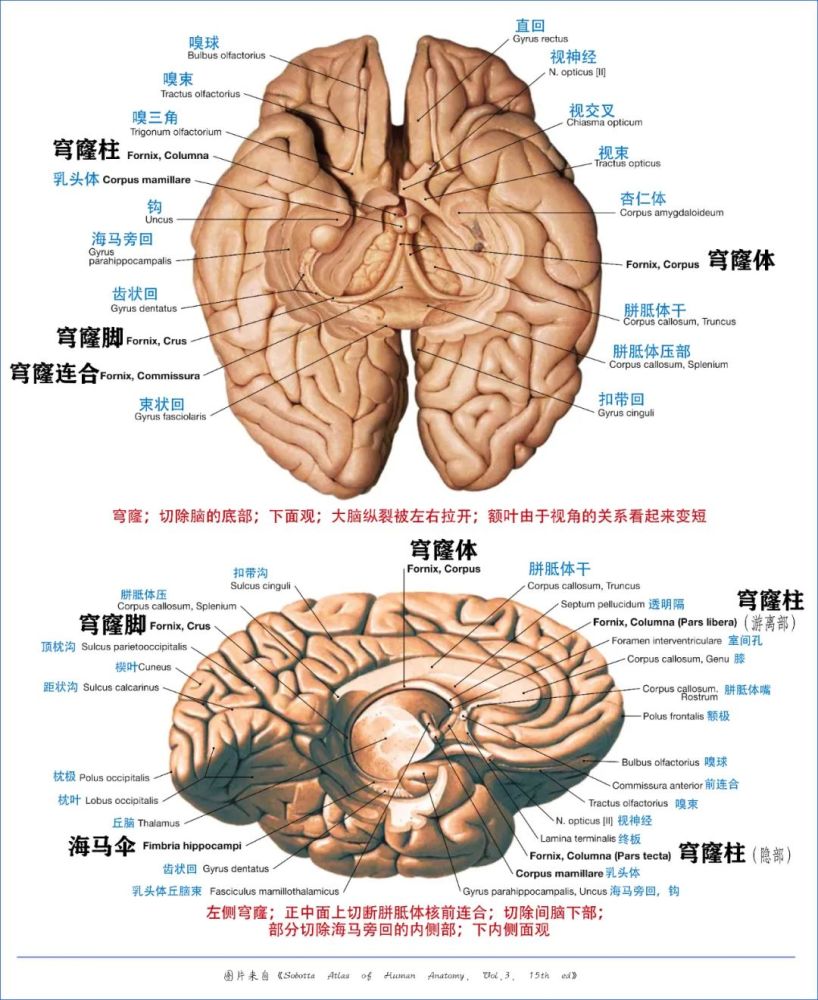 學習筆記大腦深部解剖之術語篇