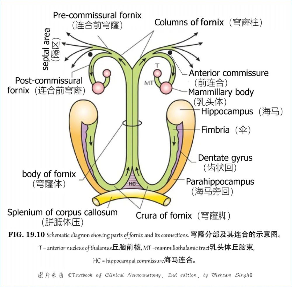 学习笔记大脑深部解剖之术语篇