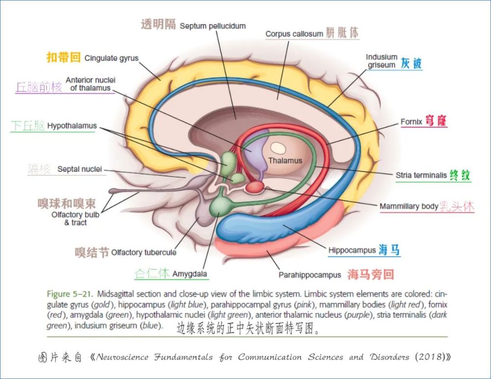 学习笔记大脑深部解剖之术语篇