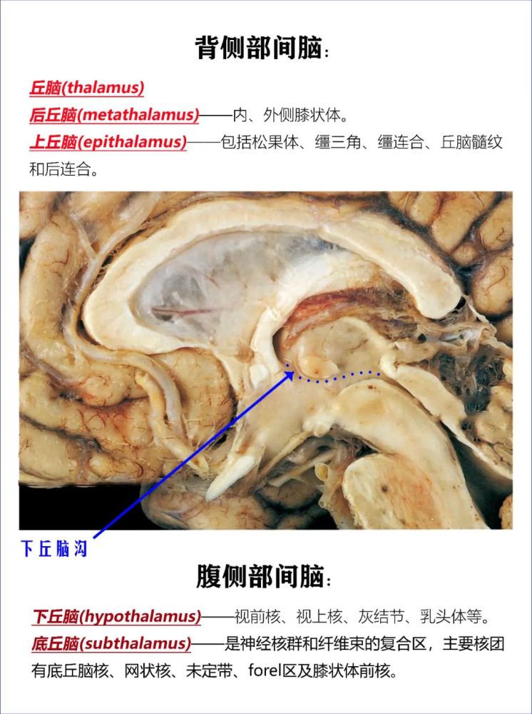 術語1,隔區(septal area):中隔帶(septal region),是位於終板(lamina