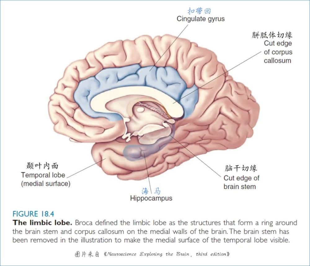 结构(the cortical structures ofthe limbic lobe):扣带回(cingulate