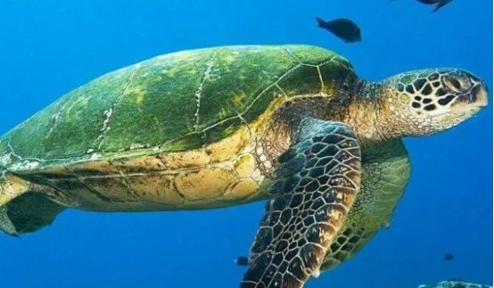 三亚发现200斤绿海龟是国家重点保护动物被救时流着眼泪