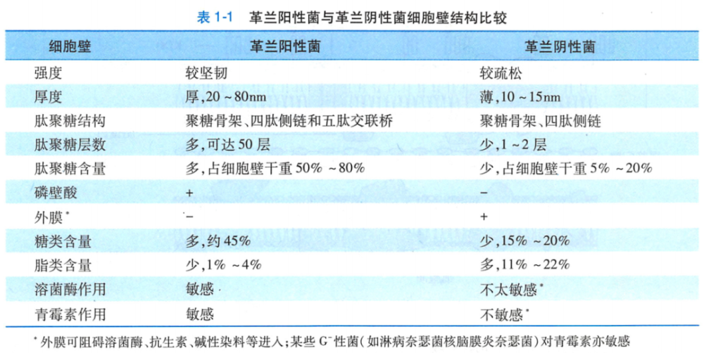 除含有1~2層的肽聚糖結構外,尚有其特殊組分外膜(outer membrane),約