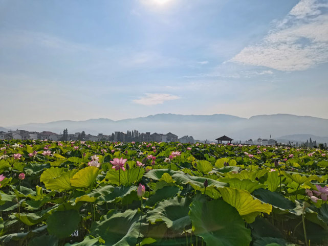 荷你相约2021年莲花县第十届莲文化旅游节开幕