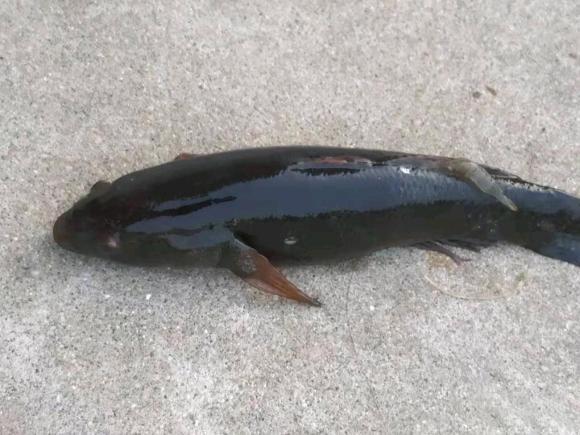 太丑担心不能吃,网友:多加葱姜蒜|深圳|多加|鱼类|塘鳢鱼|沙塘鳢