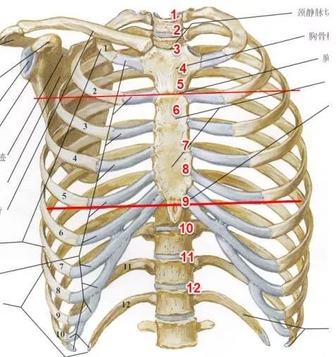 胸片ctb超如何定位胸水这11张图告诉你