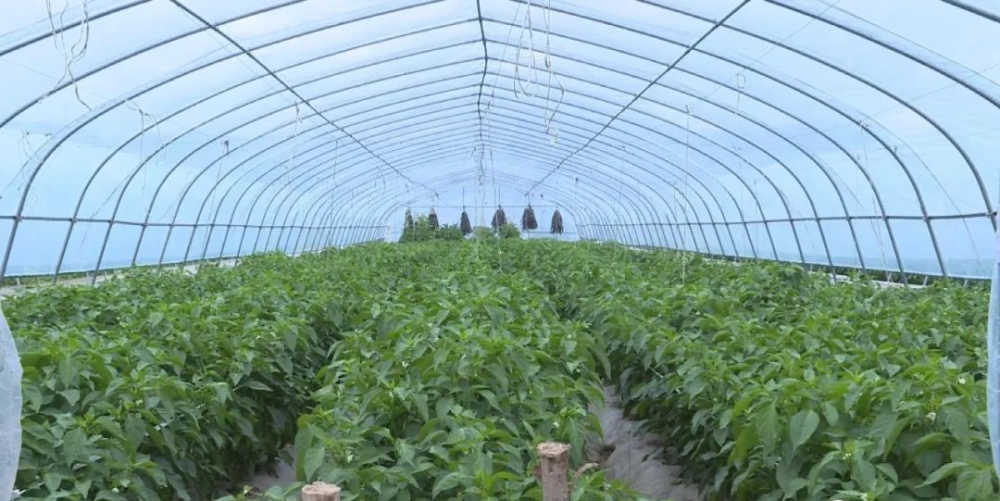 小康圆梦看会宁韩永东为杏花村增添一抹绿