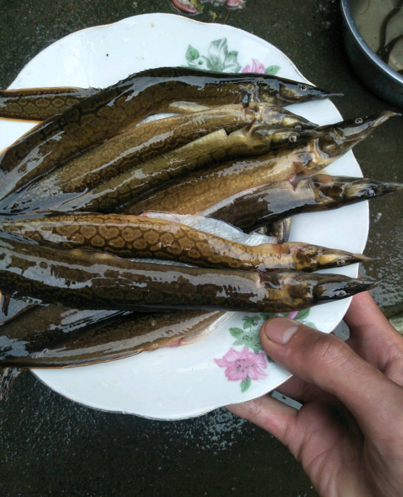 漲水後,廣東湛江河道刀鰍魚氾濫,釣魚人:釣得頭疼