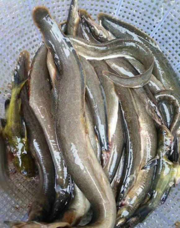 不过,虽然刀鳅鱼以前在农村里都没人吃(经常有老乡