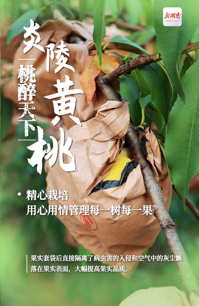 海报炎陵黄桃明星水果的傲娇