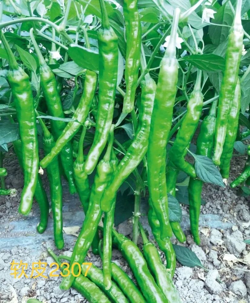 口感好被菜商疯抢这些爆品潜力辣椒品种重磅来袭