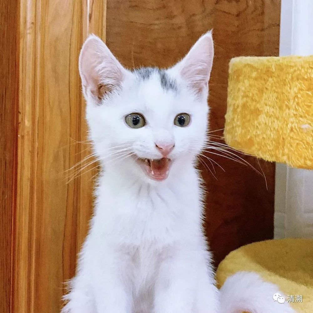 云吸猫本期有一只来自粉丝投稿的猫咪哦敲可爱