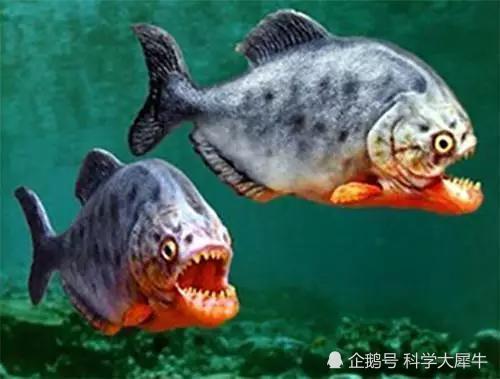 食人鱼的克星 鳞片可磨刀 巨骨舌鱼如何被人类从霸主吃到濒危 全网搜