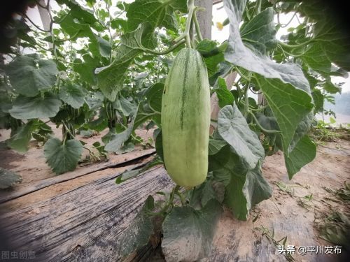 在离贝兴梅瓜地不远处的山坡上,红彤彤,硕大的油桃挂满了枝头,慕名前