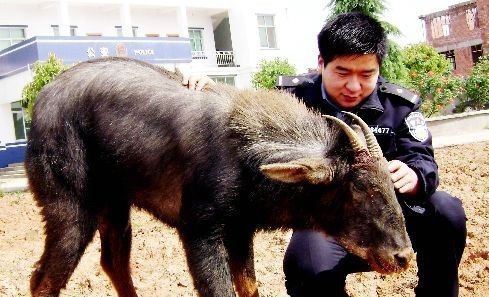 四川一樓頂空降神秘動物四不像它是怎麼上去的難道真的會飛