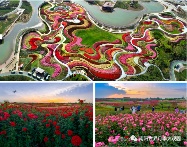 南阳世界月季大观园2021年度第三个免票日公告