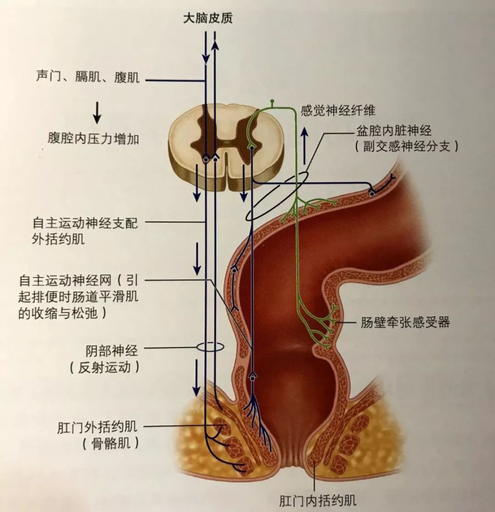 肛门括约肌示意图图片