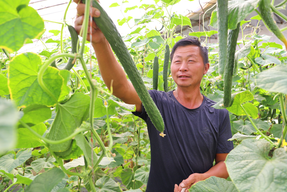 黄瓜丰收采摘忙