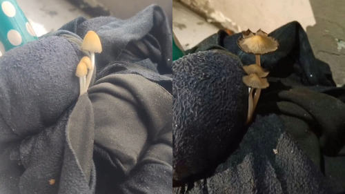 威海一宿舍拖把长出"蘑菇三兄弟",学生竟称"来试毒"