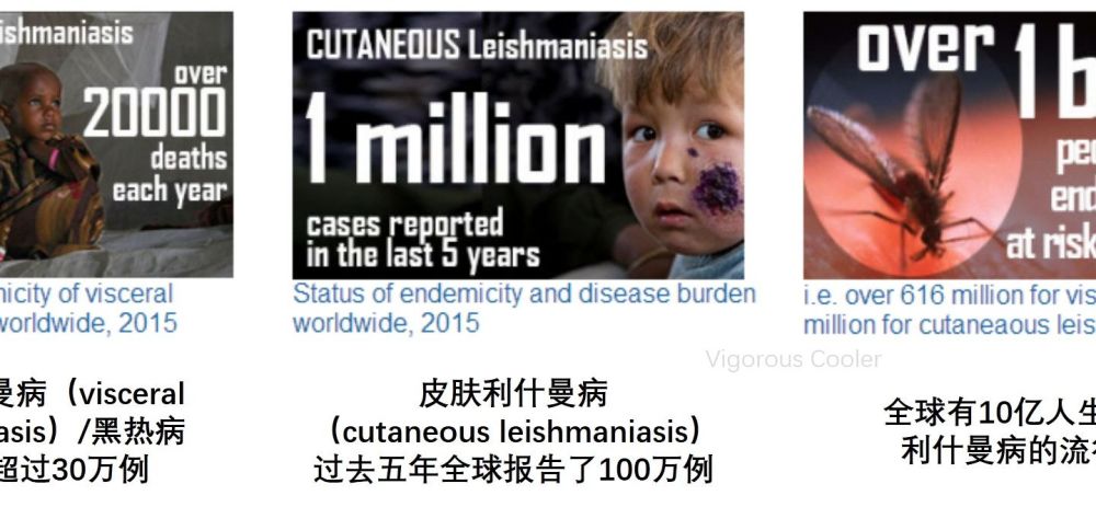 面部溃烂,容貌尽毁:食肉的利什曼寄生虫正在美国蔓延_腾讯新闻