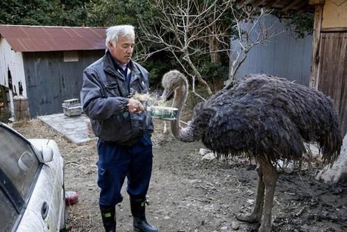 日本老人不顧反對,進入核輻射區照顧變異動物6年,後來怎麼樣?