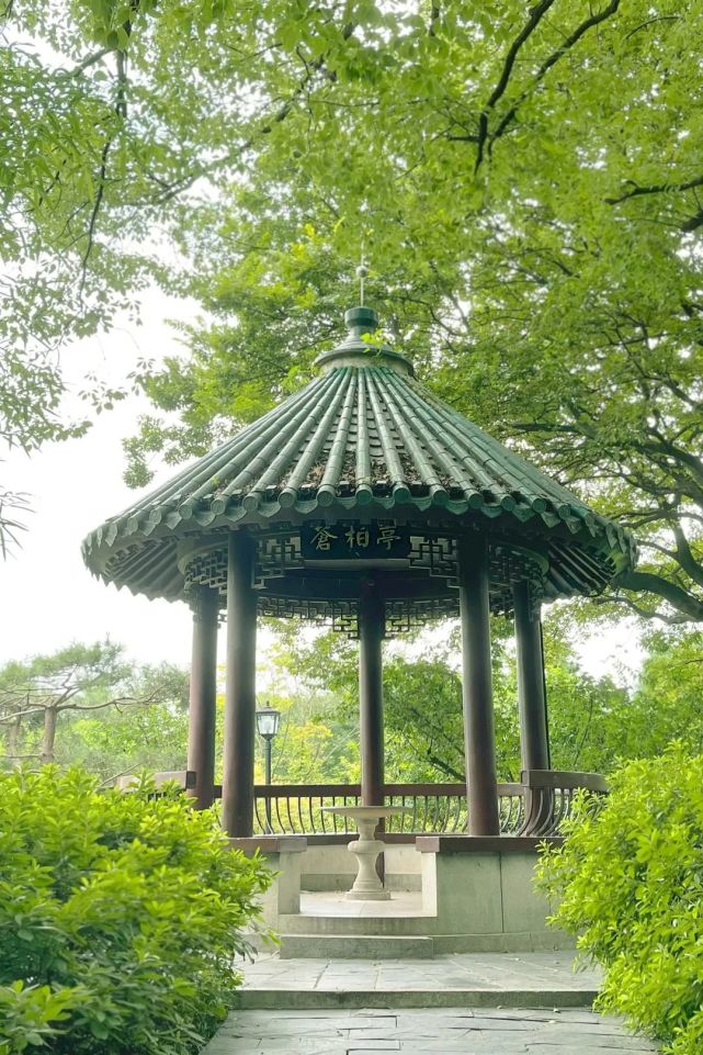 巡城记苍柏园里倾听救国利民的百年理想