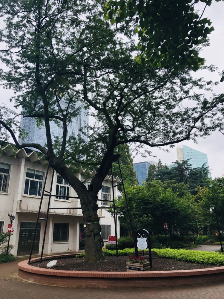 皂荚古树伴着昆山公园百年的沧桑巨变,屹立盎然,让这片见证城市变迁的