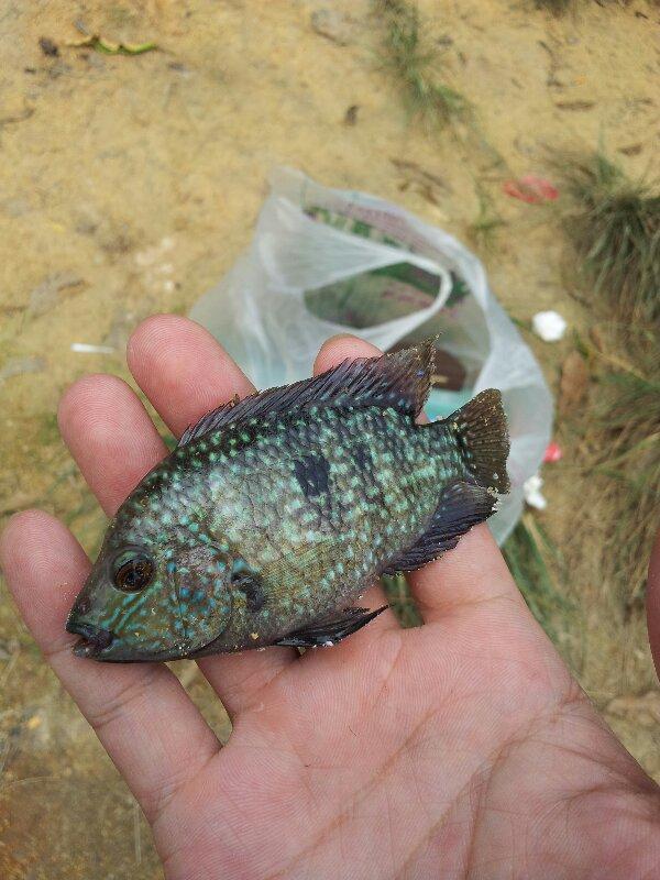 雜交羅非魚?深圳香蜜湖出現許多怪魚,釣魚人:花花綠綠的不敢吃