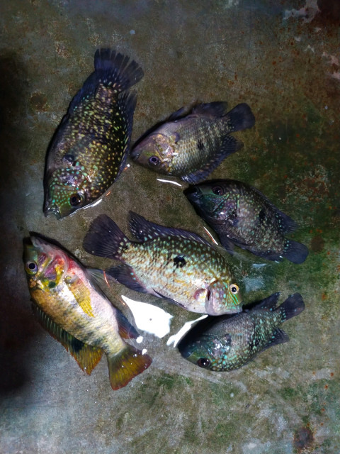 杂交罗非鱼深圳香蜜湖出现许多怪鱼钓鱼人花花绿绿的不敢吃