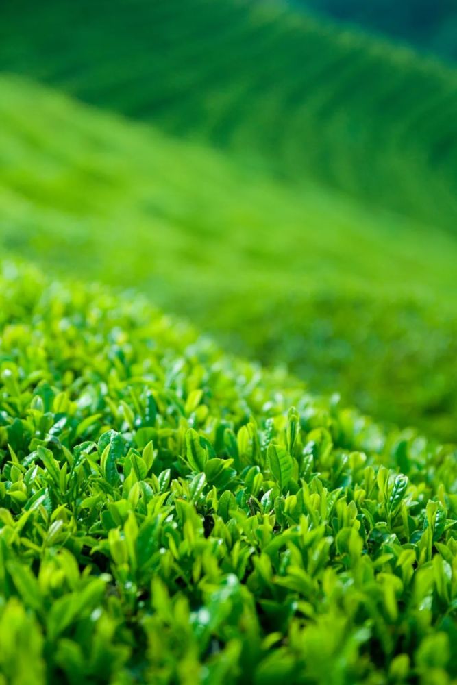 漫山遍野的茶树,把自己置身于绿色的海洋.