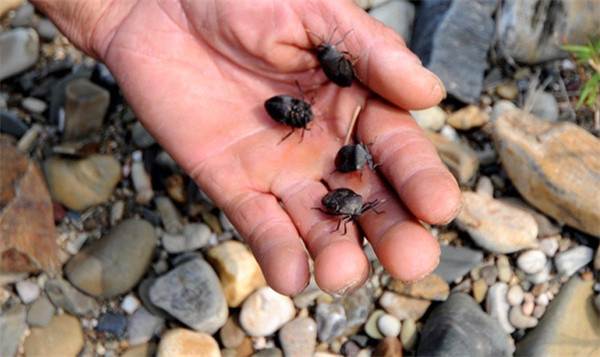 有些小动物是儿时的玩物,带给小朋友乐趣,也有一些小动物是小时候避之