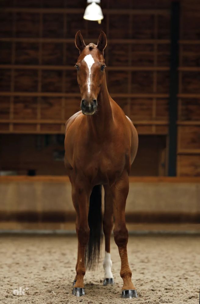 奥运快讯中国队三项赛马匹运动员今日出征