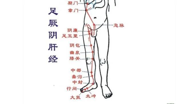 大腿内侧脾经的位置图图片