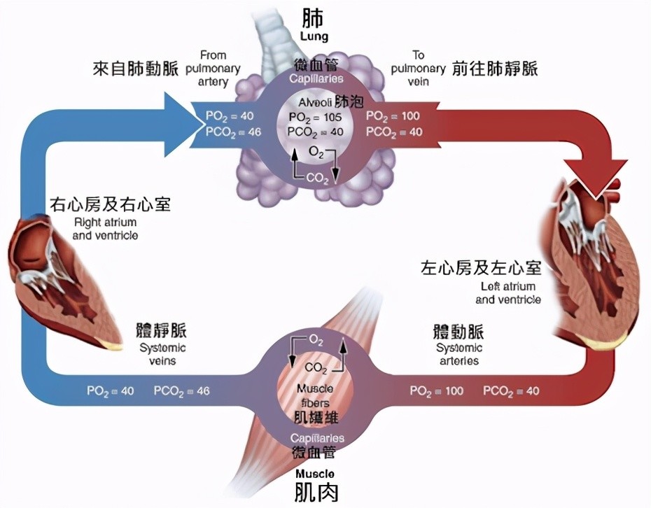拯救印度氧气危机?用屁股呼吸:科学家正试图让人类学会倒着呼吸