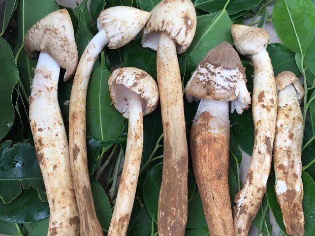 "吃"在红河县|美味的鸡枞菌上市啦!你尝鲜了没!_腾讯新闻