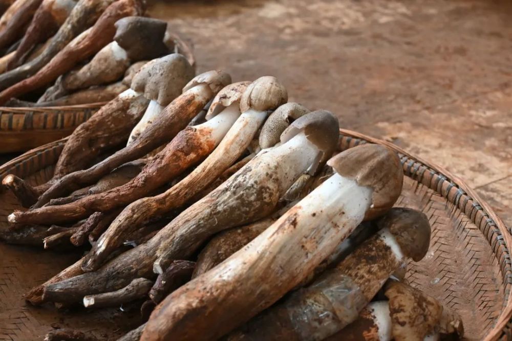 "吃"在红河县|美味的鸡枞菌上市啦!你尝鲜了没!_腾讯新闻