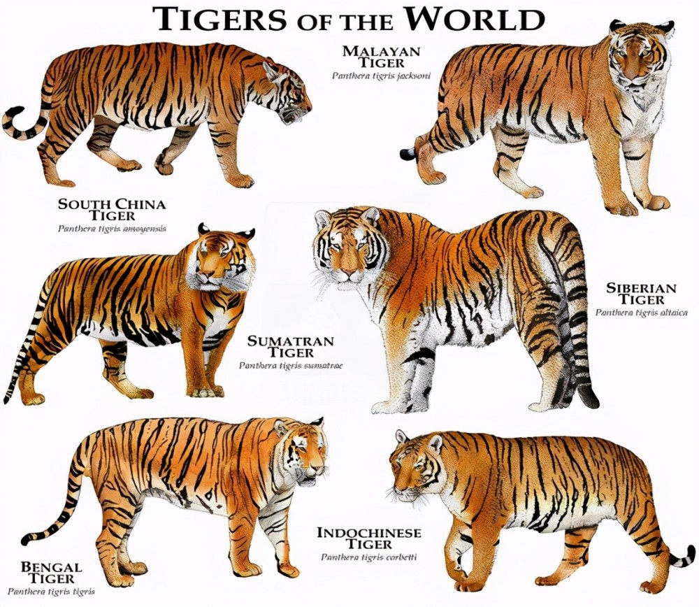 老虎品种大全及图片图片
