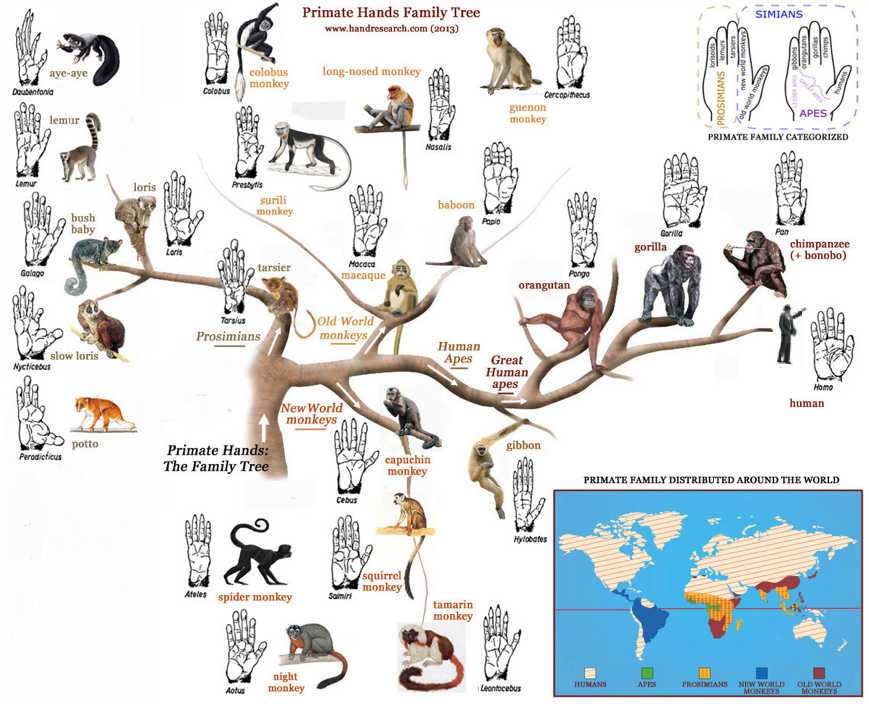 印度惊现人脸山羊到底是怎么来的