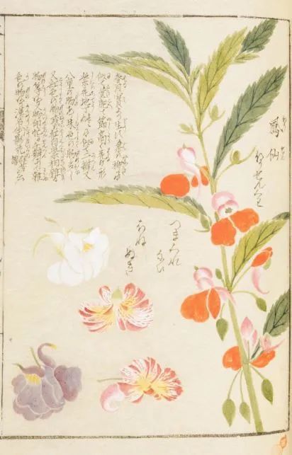 在五代人张翊的花卉排行《花经》中,"金凤"位列"七品三命",排名靠后.