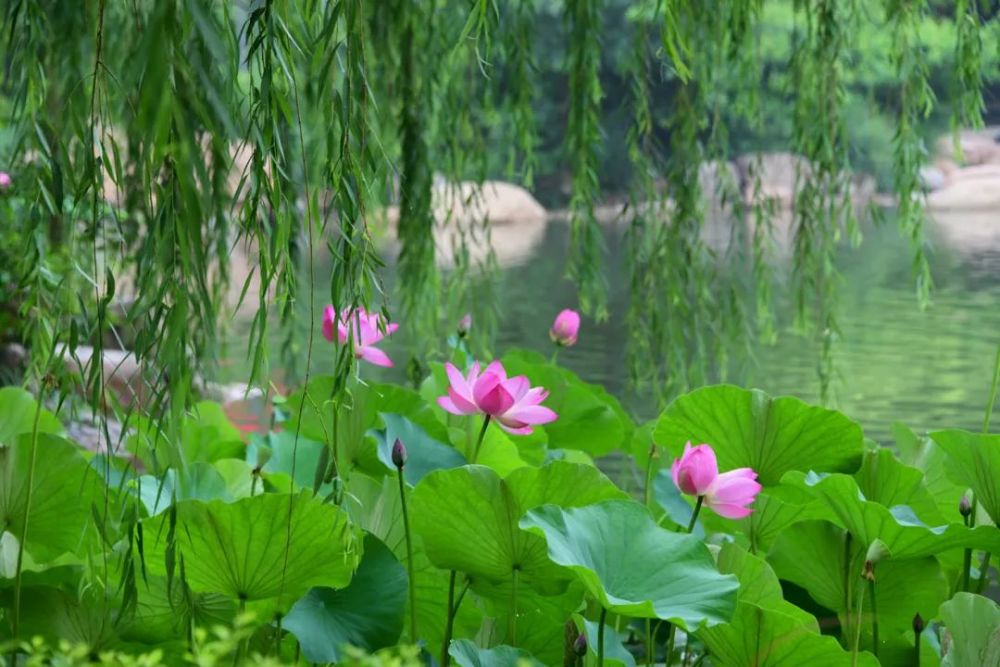 武清聚富荣