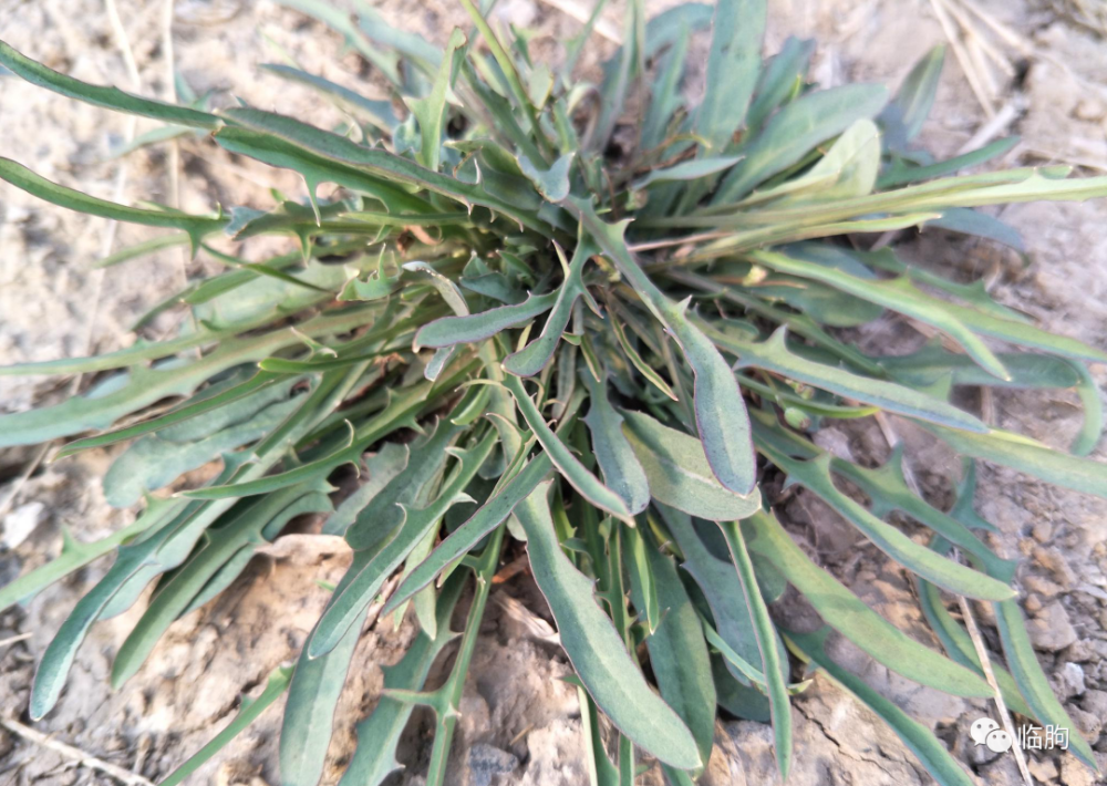 为此,我特别对苦菜有了一种感情,每每遇到开花的苦菜我都瞩目欣赏一番