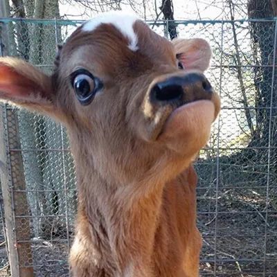 表情包沙雕表情包