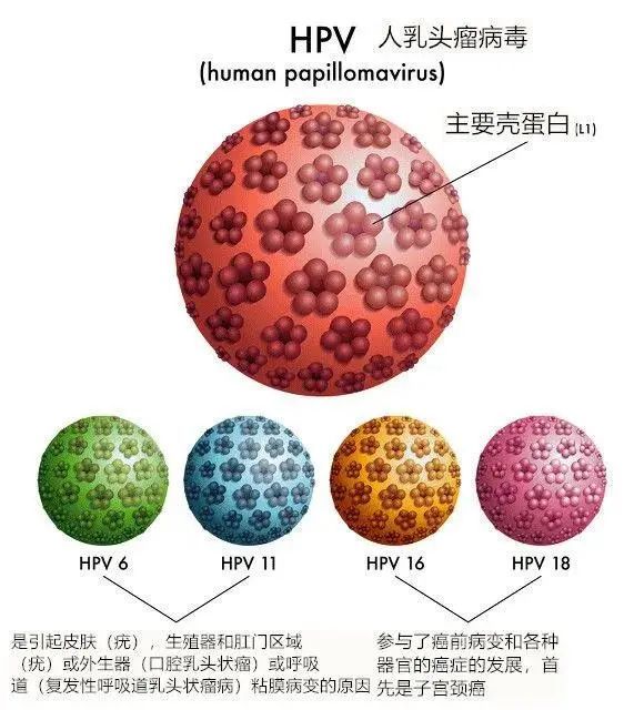 通過提高免疫力來清除hpv病毒需要做什麼運動