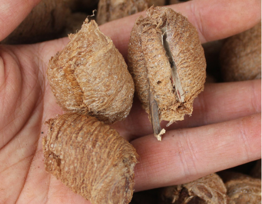 螳螂的卵蛸俗称走尿狗儿时专门找来烤着吃如今30元1两