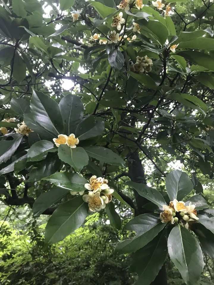 荷花长在树上还能防火真的杭州植物园就有一起来认识宝藏木荷
