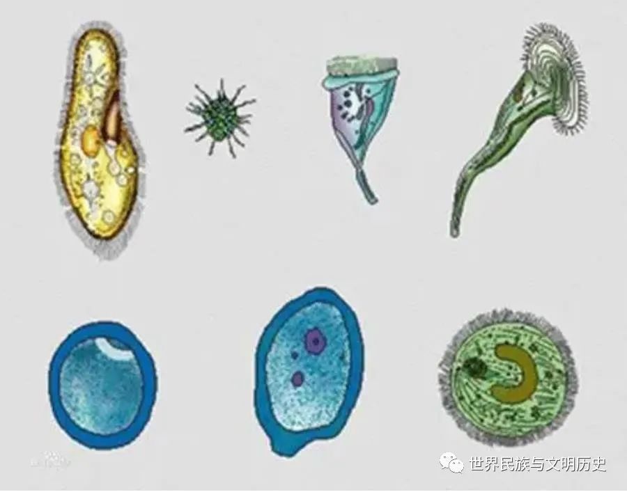 差異性單細胞原生生物雖沒有細胞分化,為了執行各種生物學功能,結構更